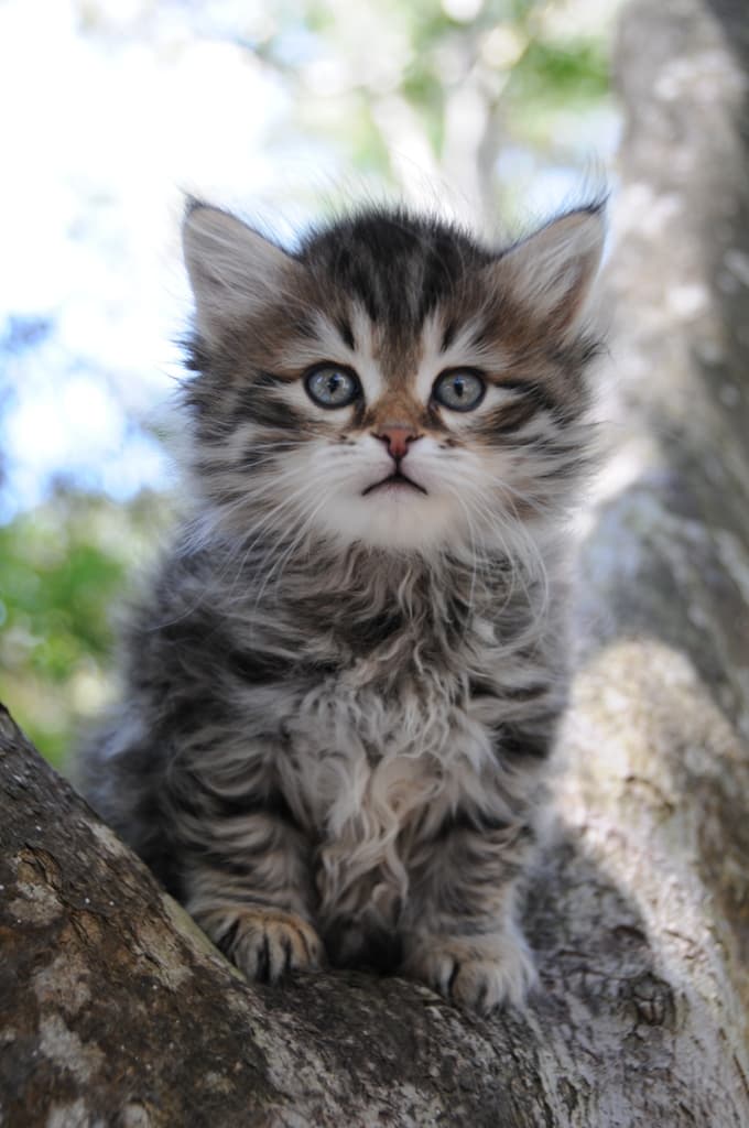 cat image