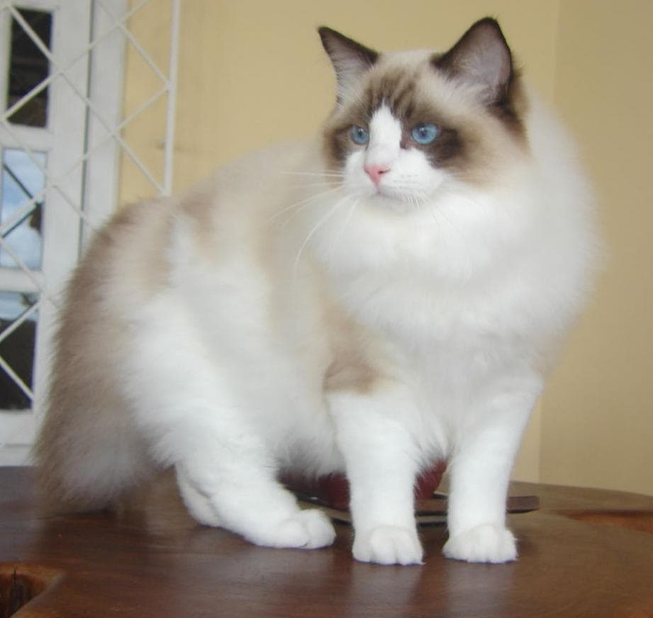 cat image