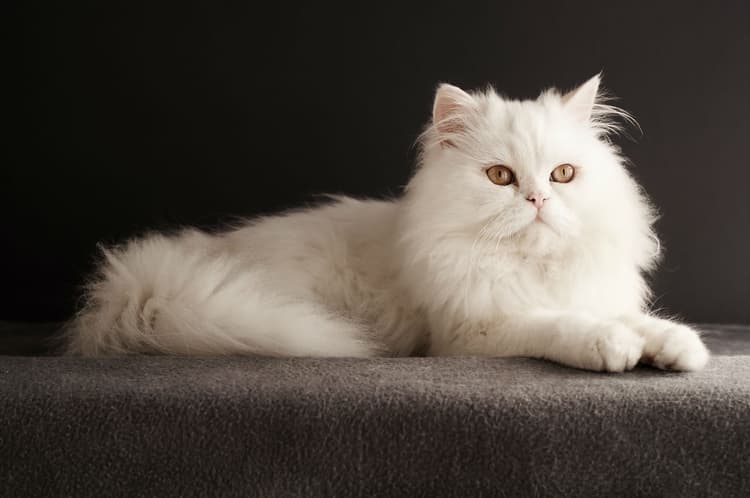 cat image