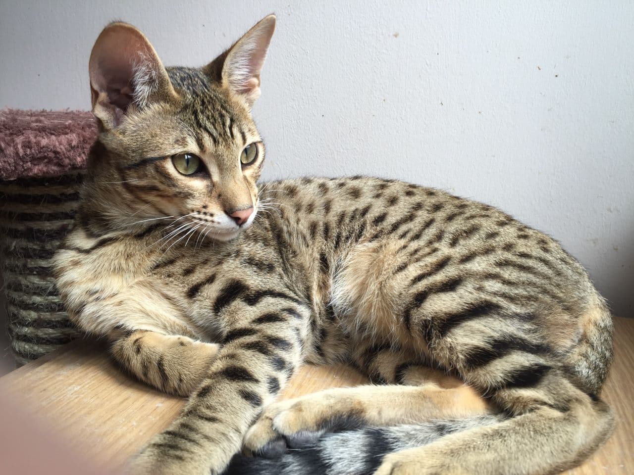 cat image