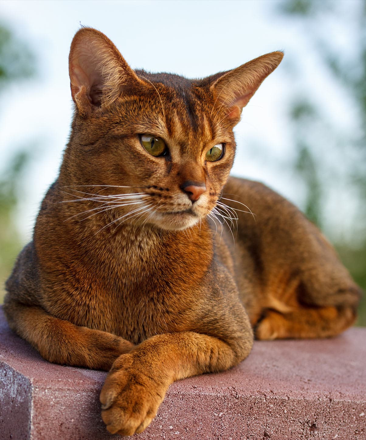 cat image