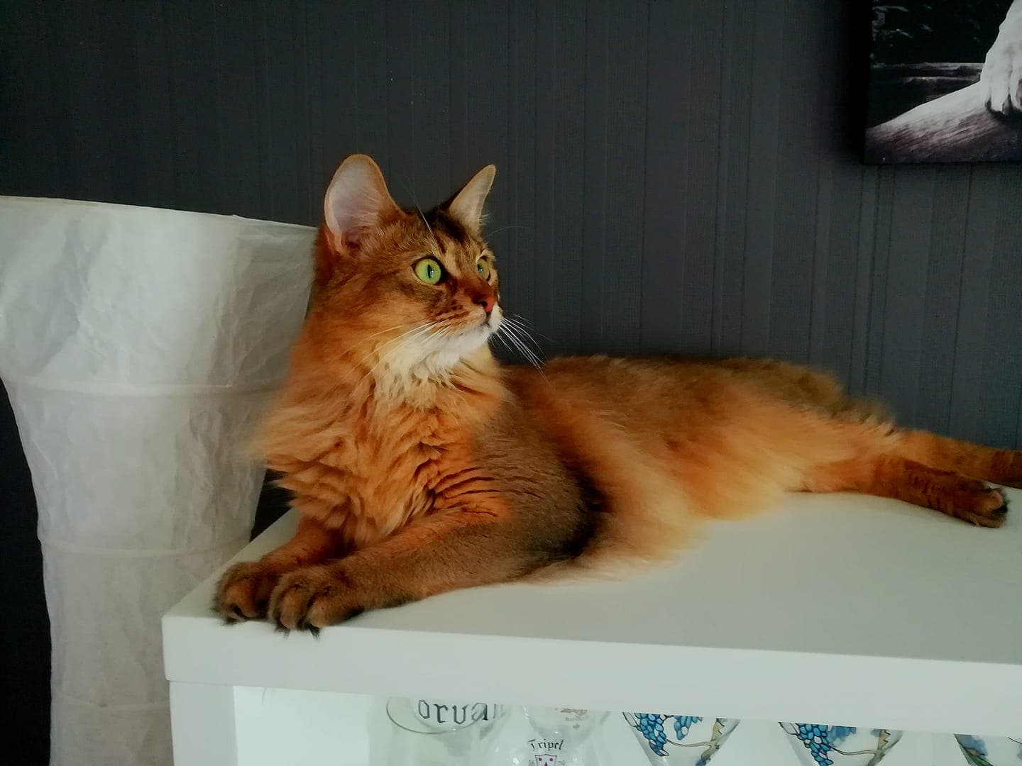cat image
