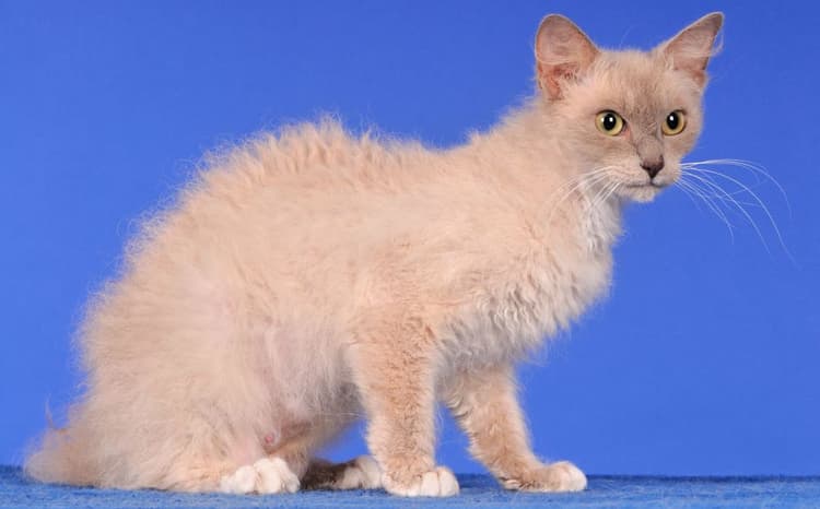 cat image