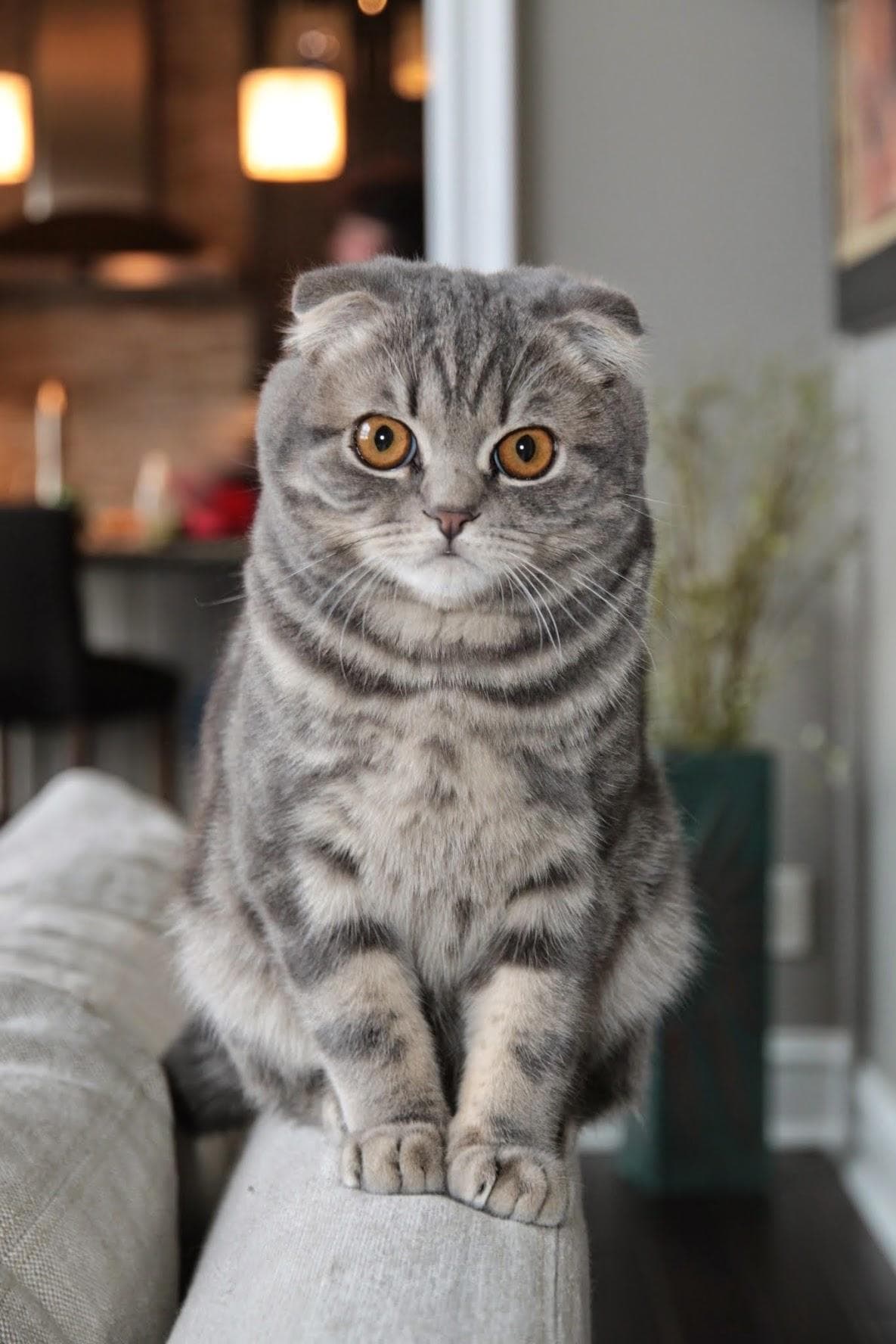 cat image