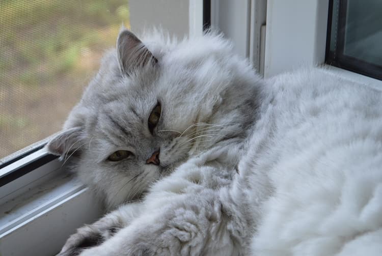 cat image