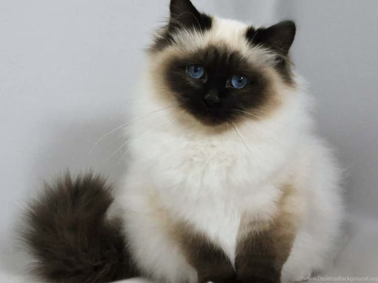 cat image
