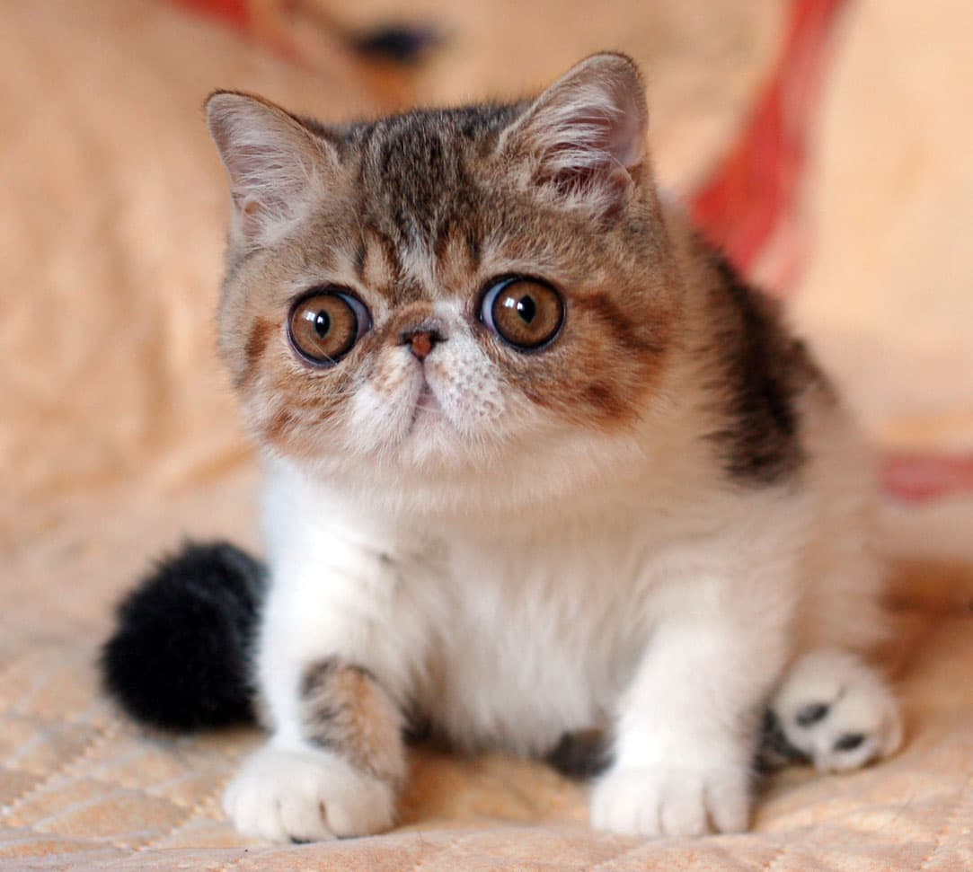 cat image
