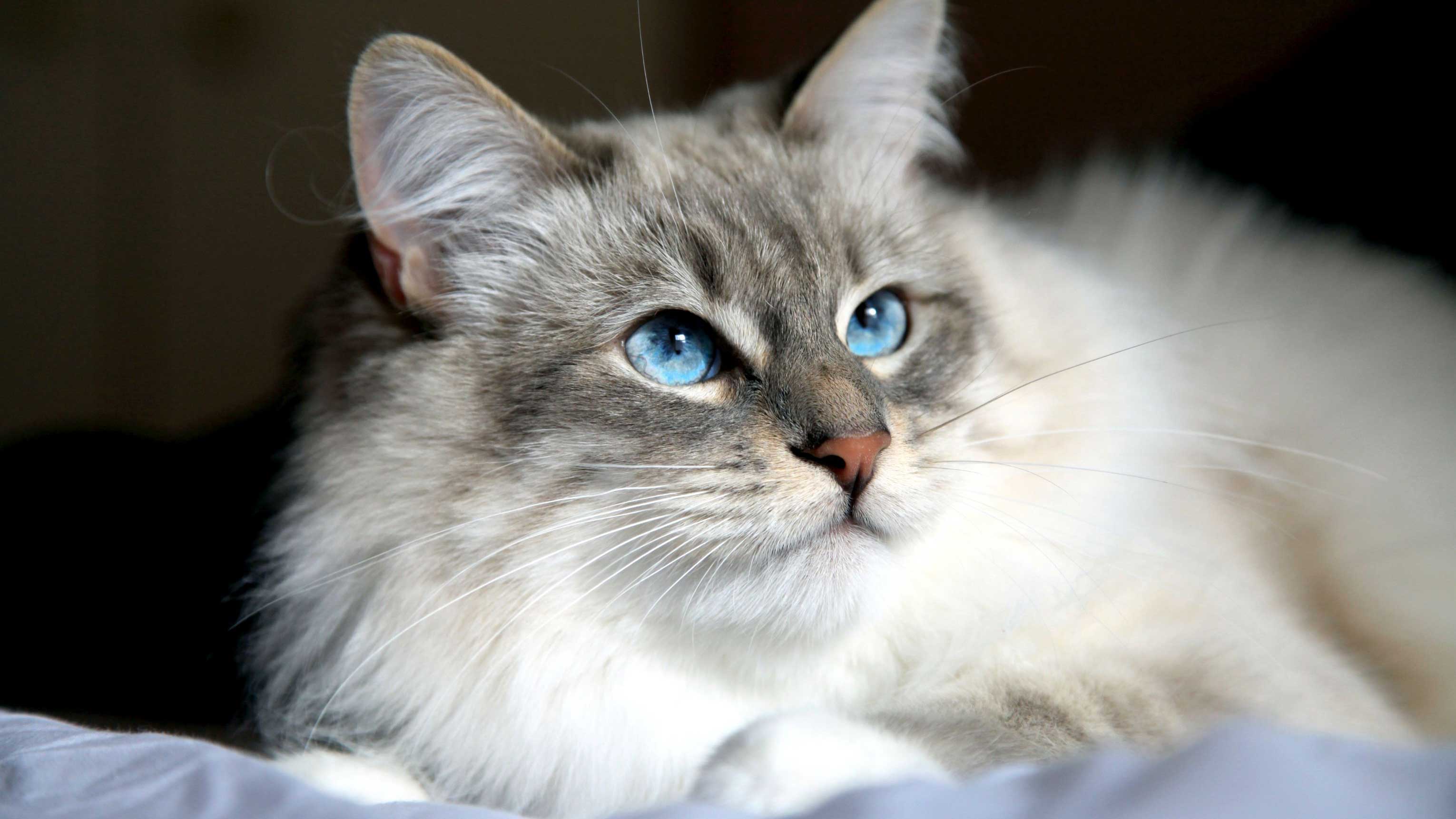 cat image