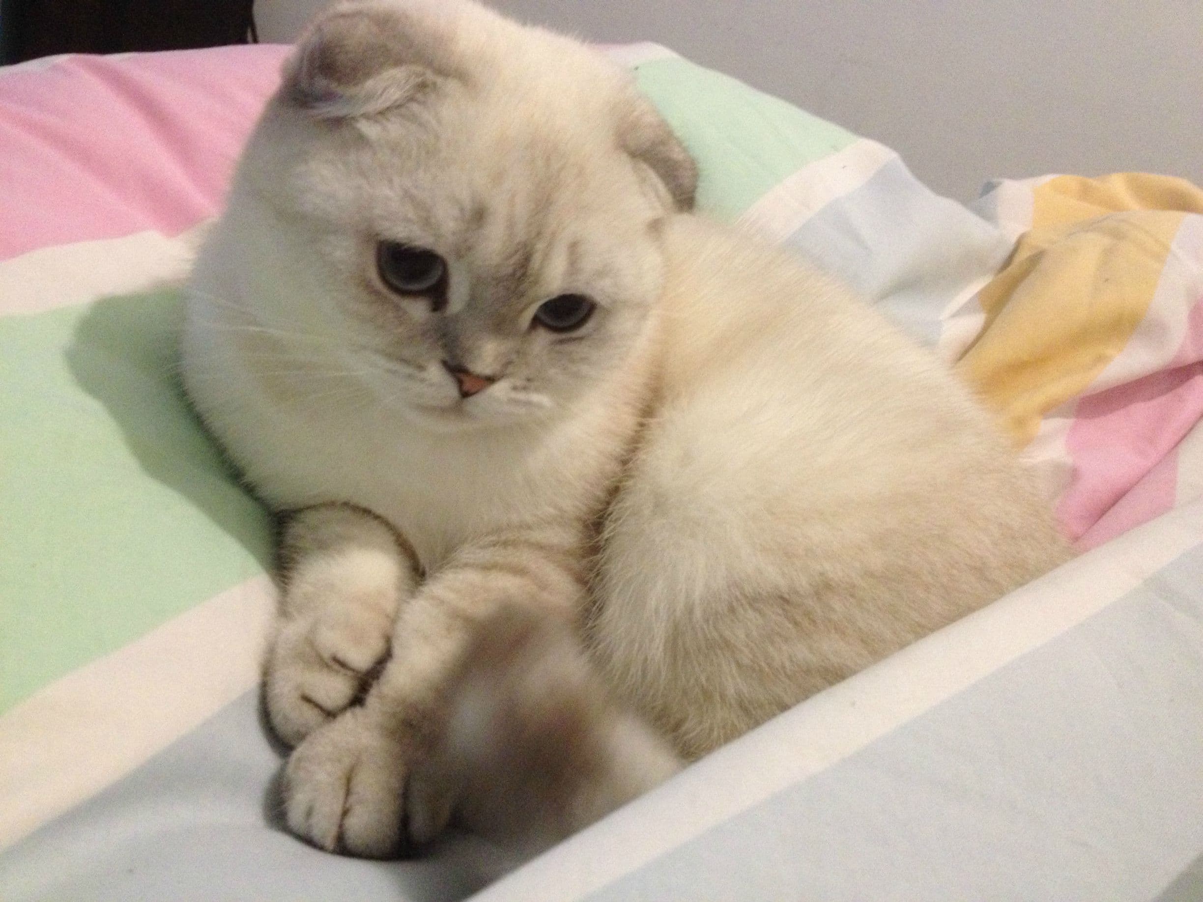 cat image