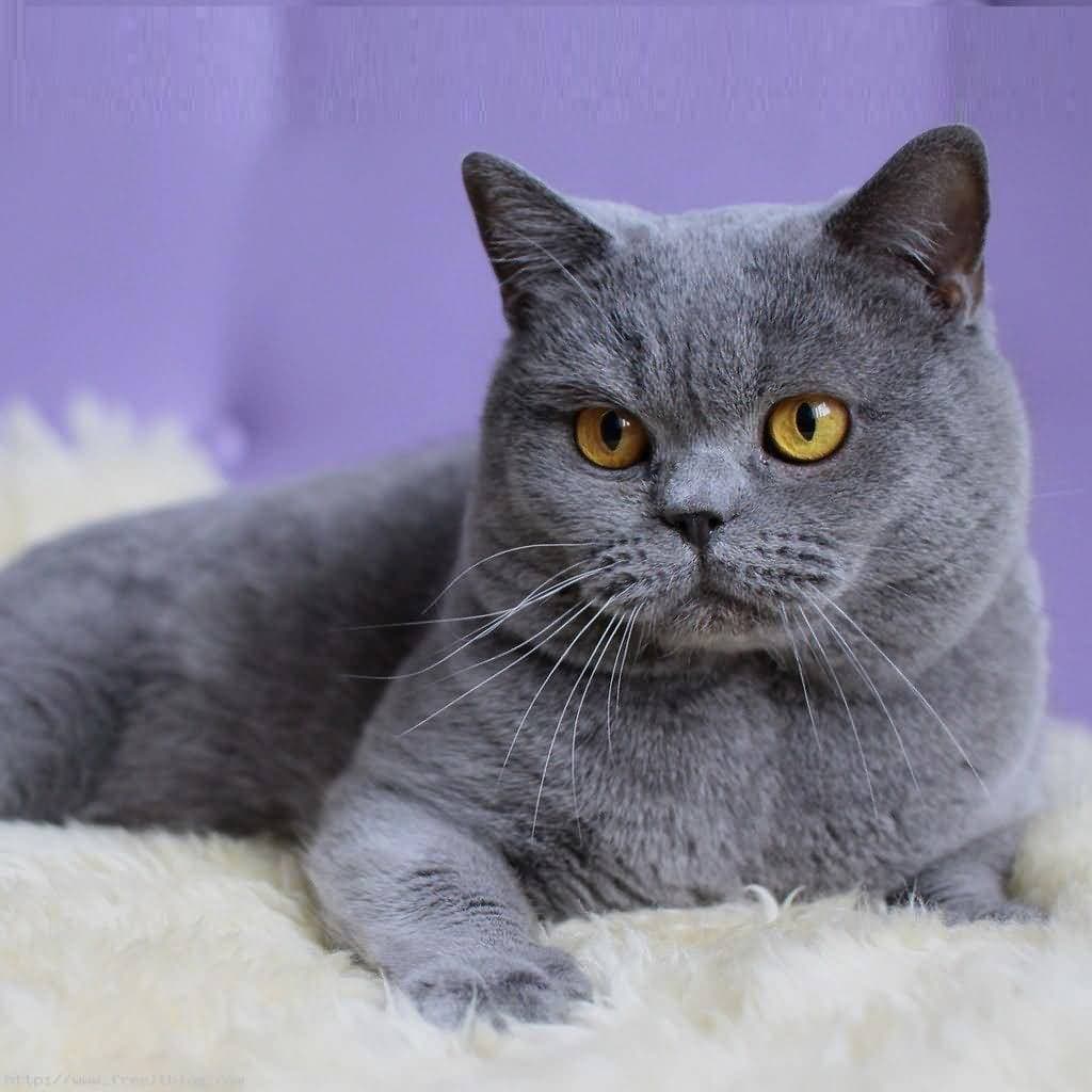 cat image