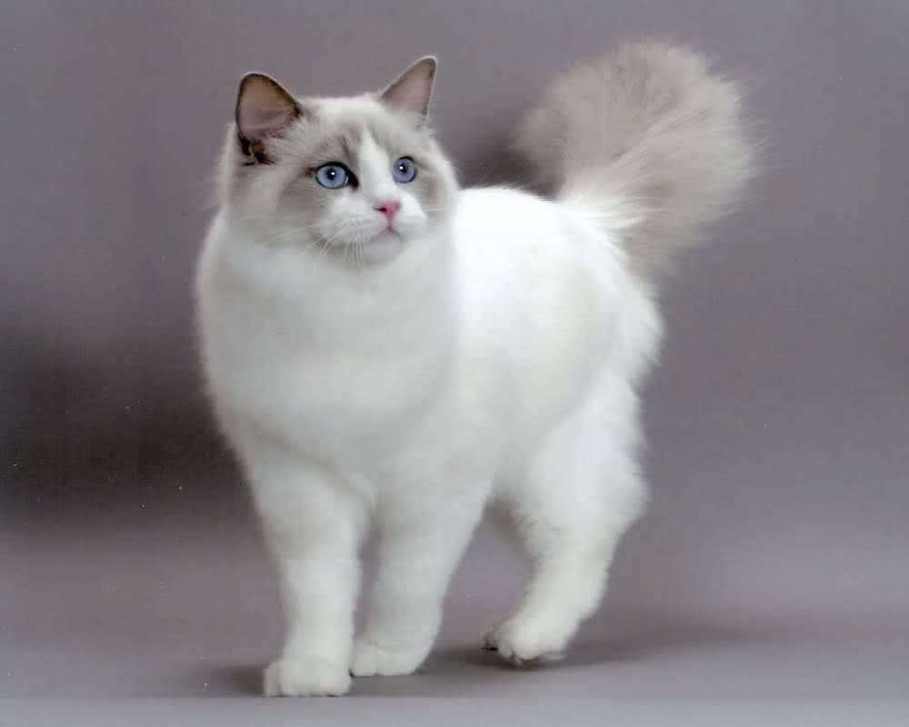 cat image