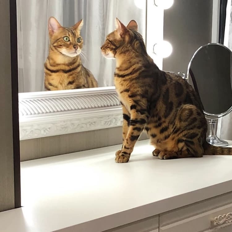 cat image