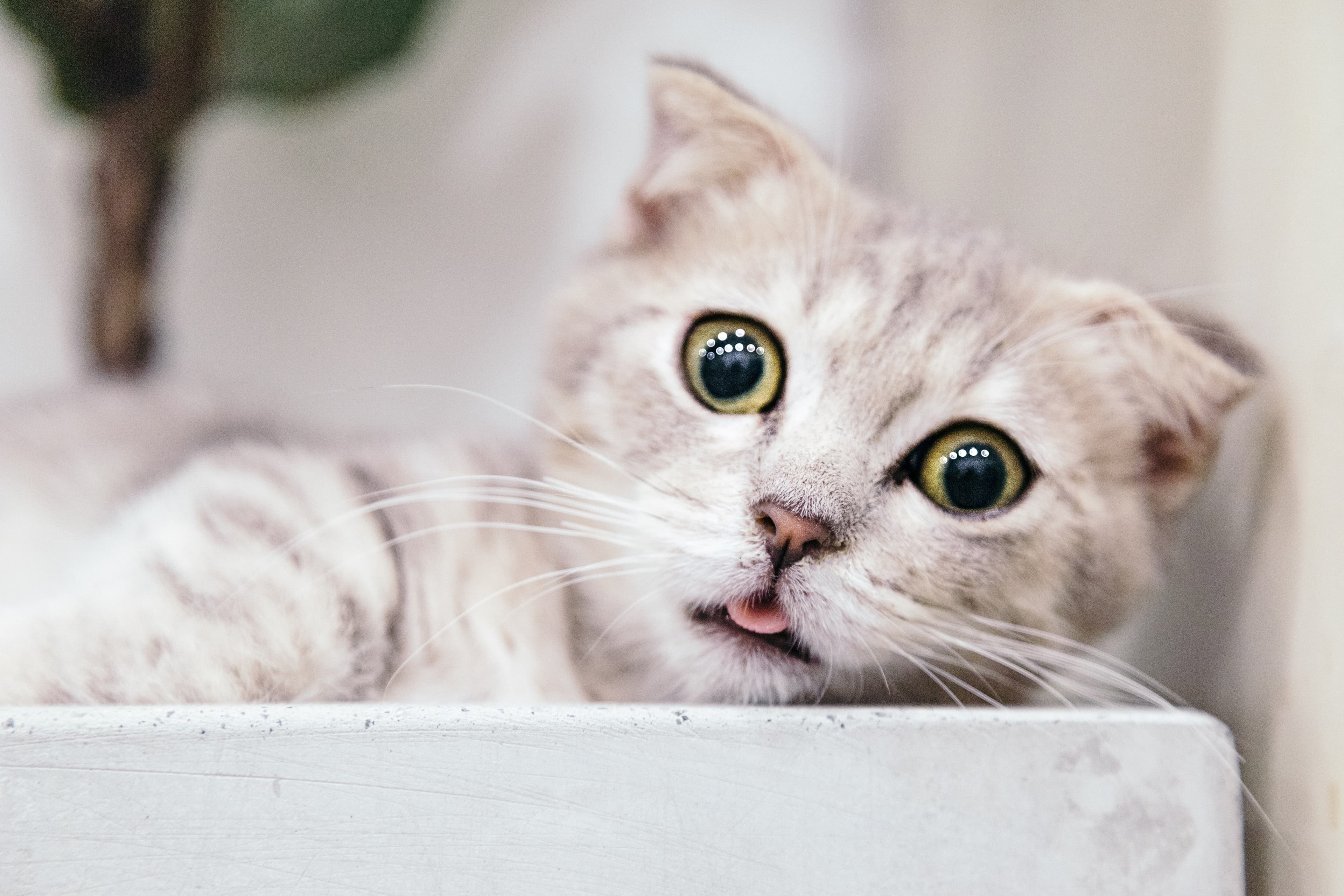 cat image