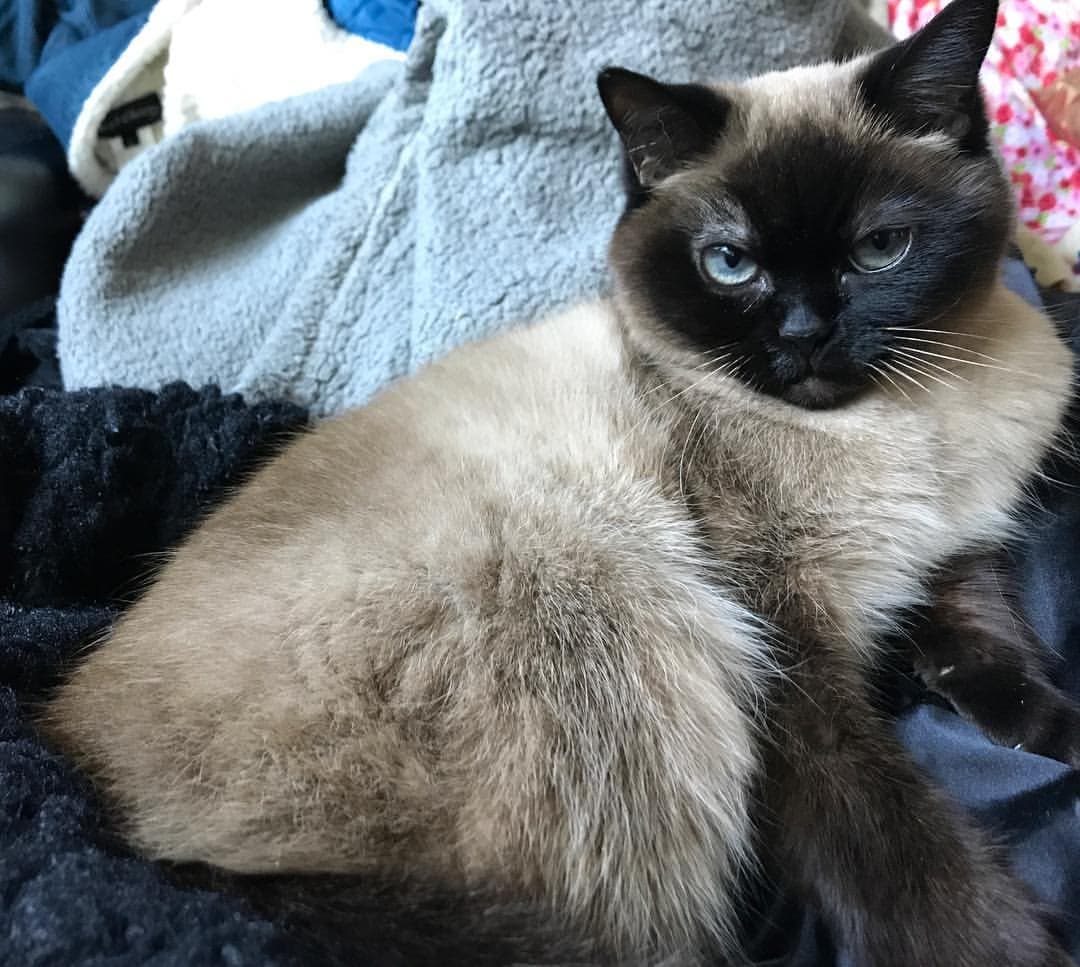 cat image