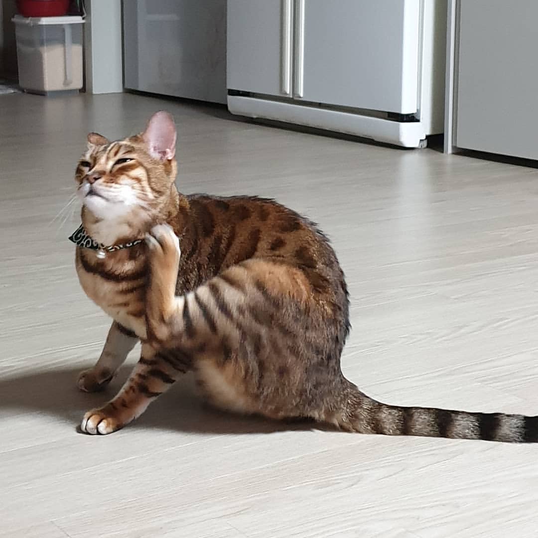 cat image