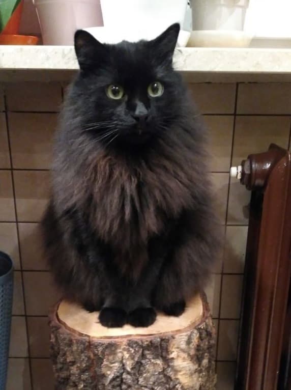 cat image