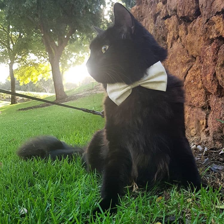 cat image