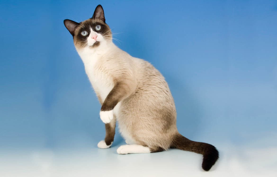 cat image