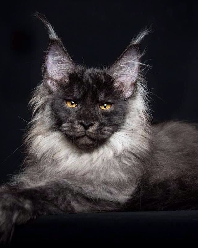 cat image