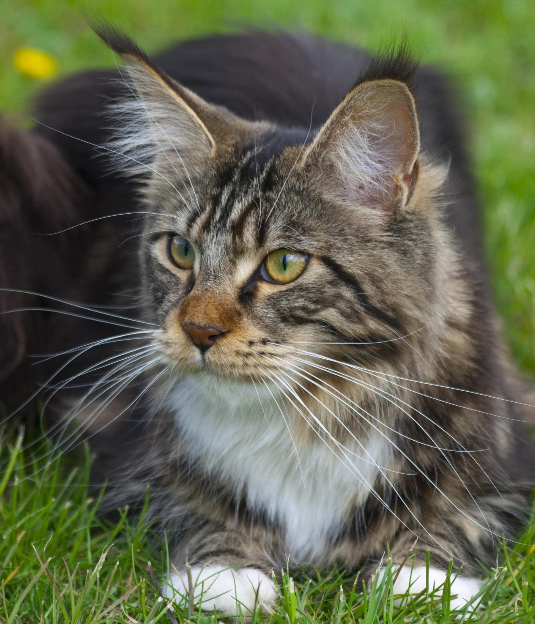 cat image