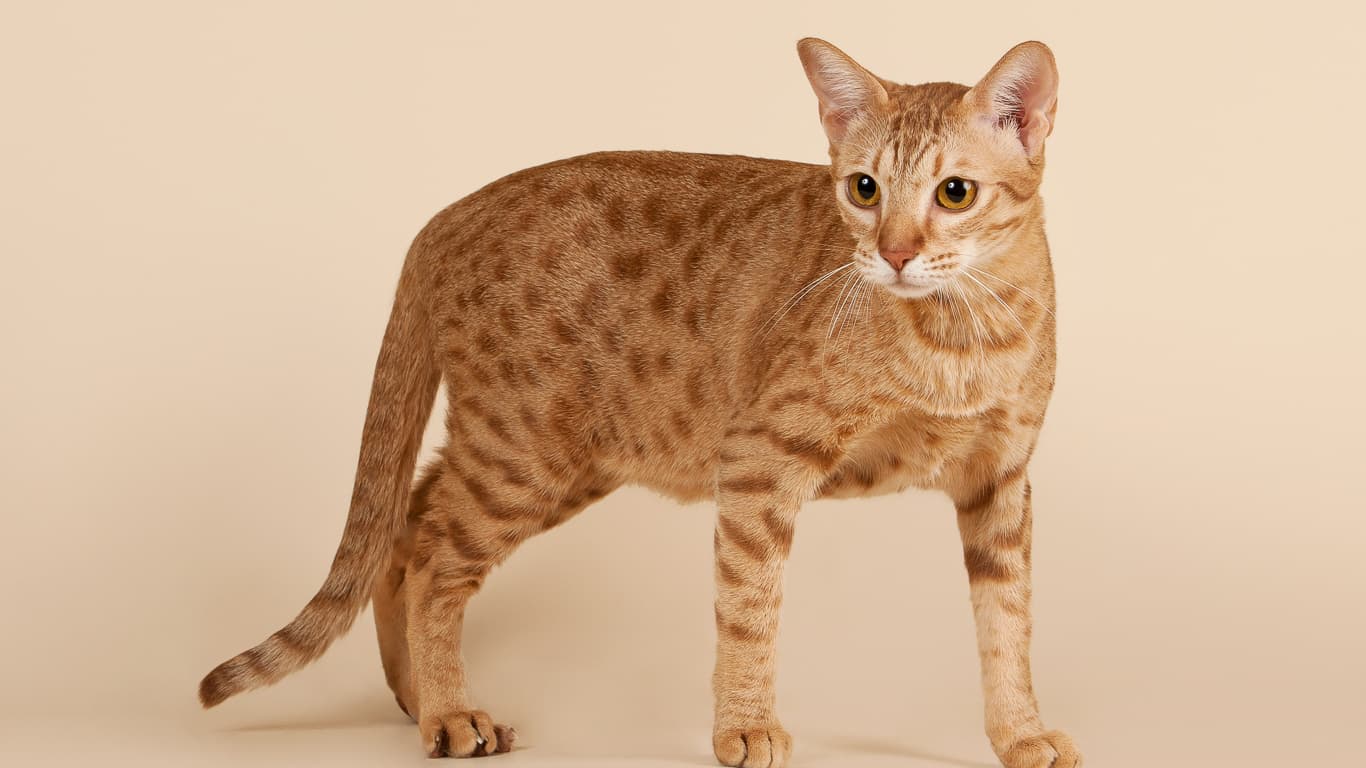 cat image