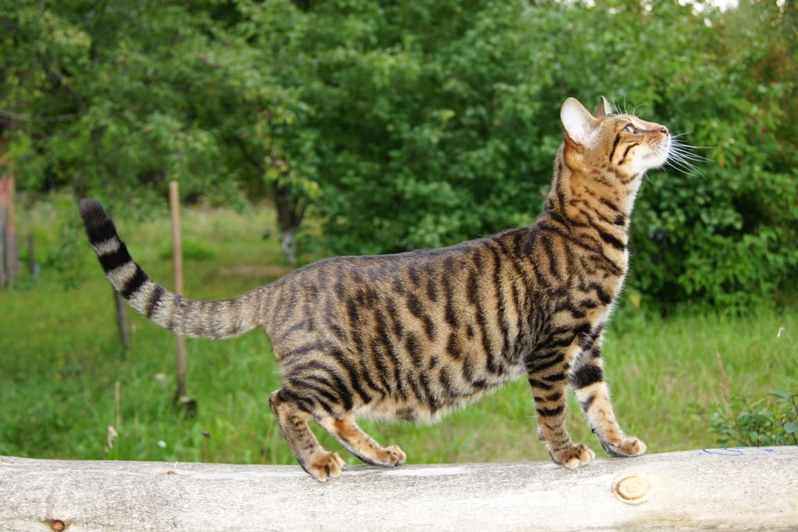cat image