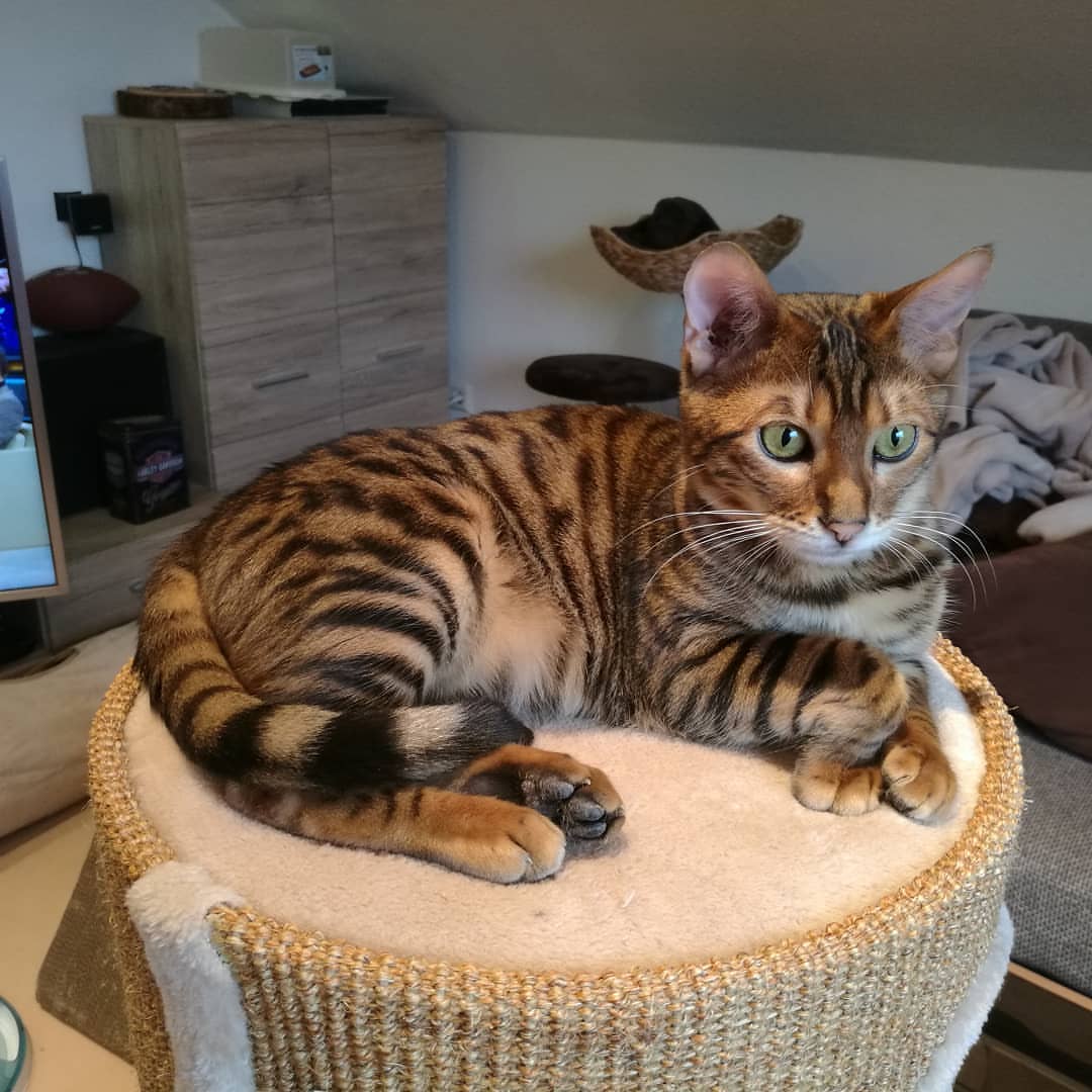 cat image