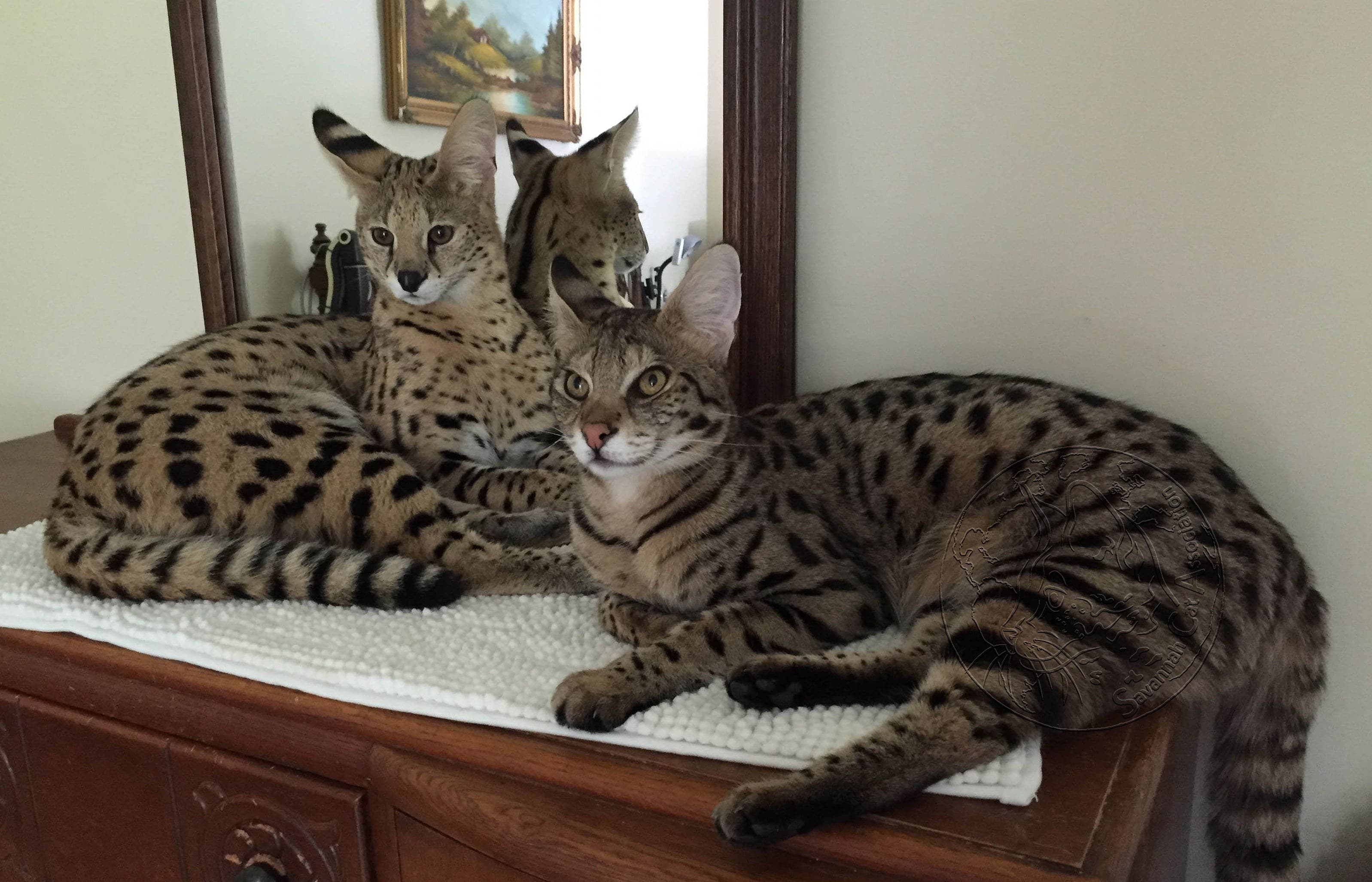 cat image