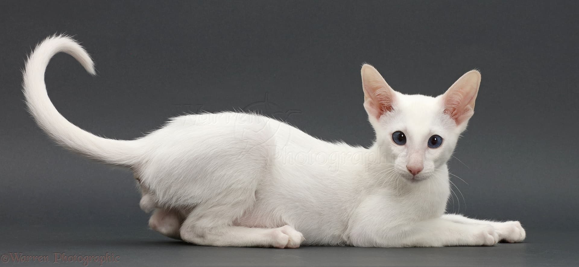 cat image