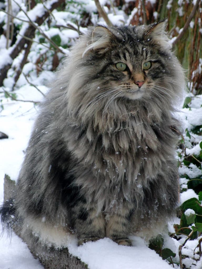 cat image