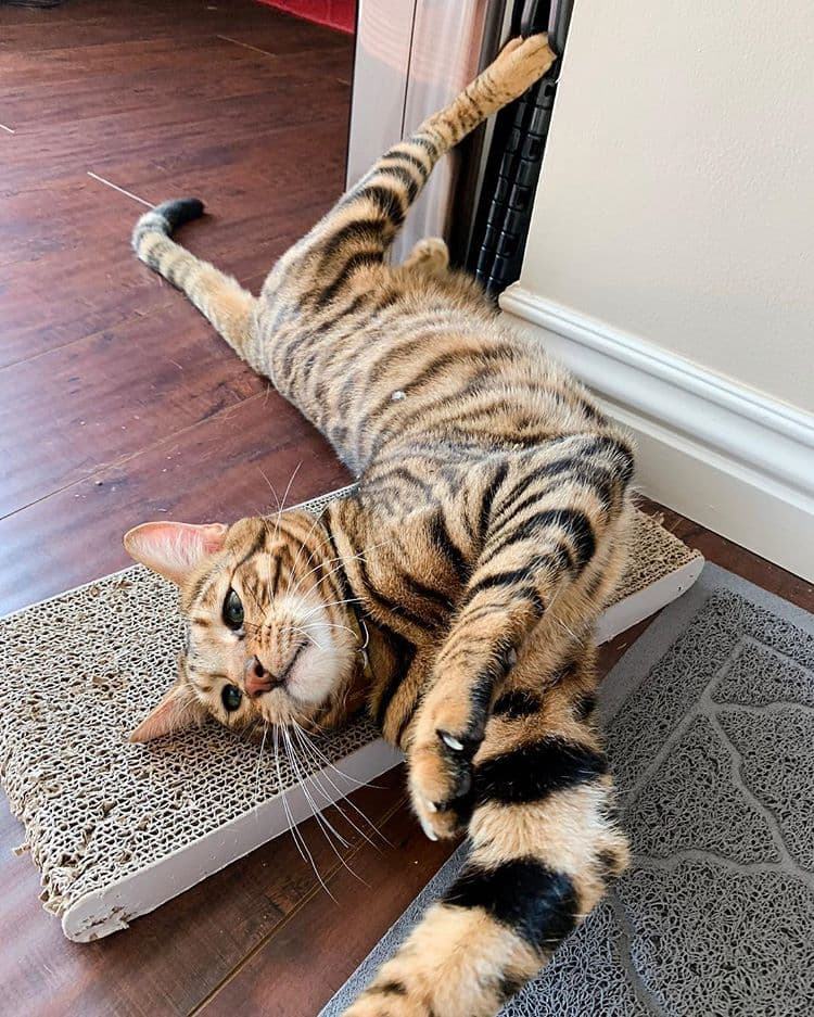 cat image