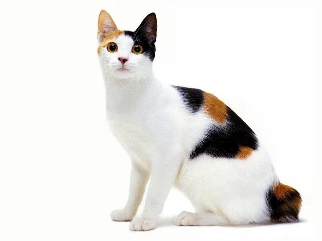 cat image