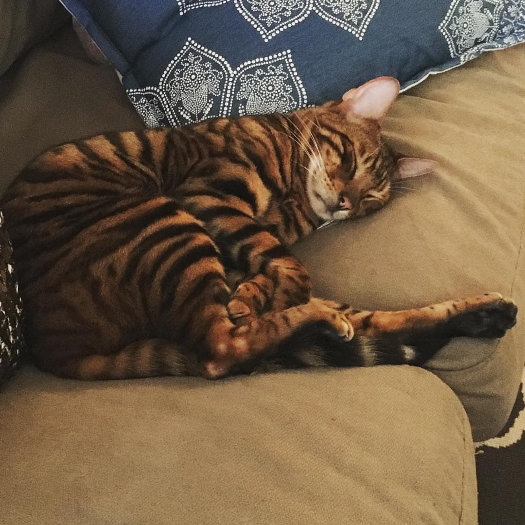 cat image