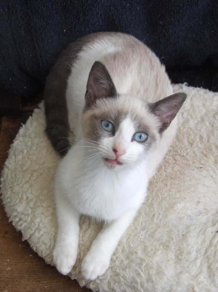 cat image