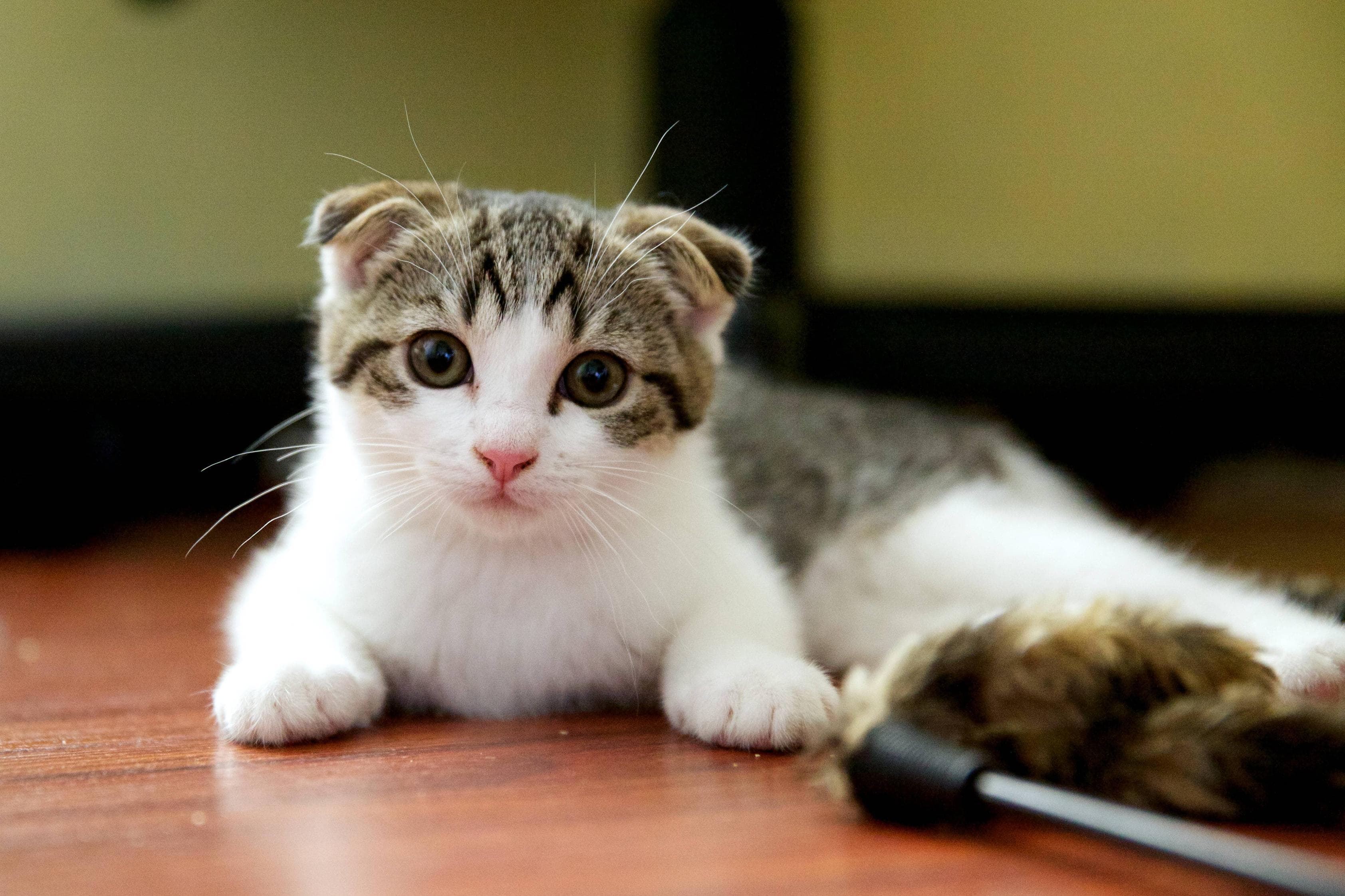 cat image