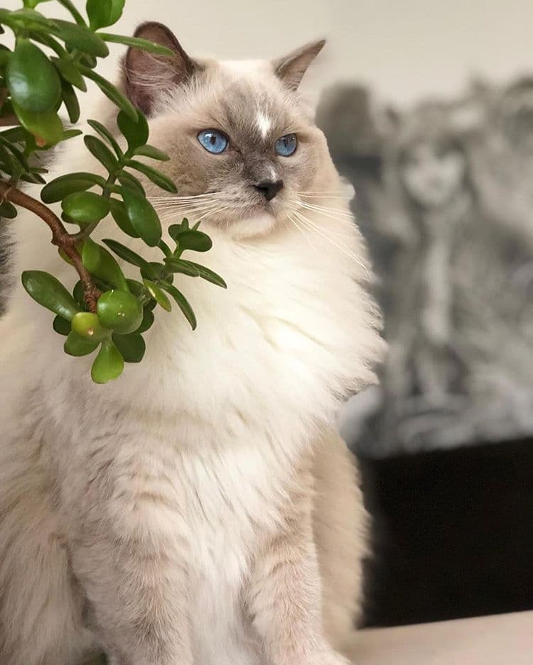 cat image