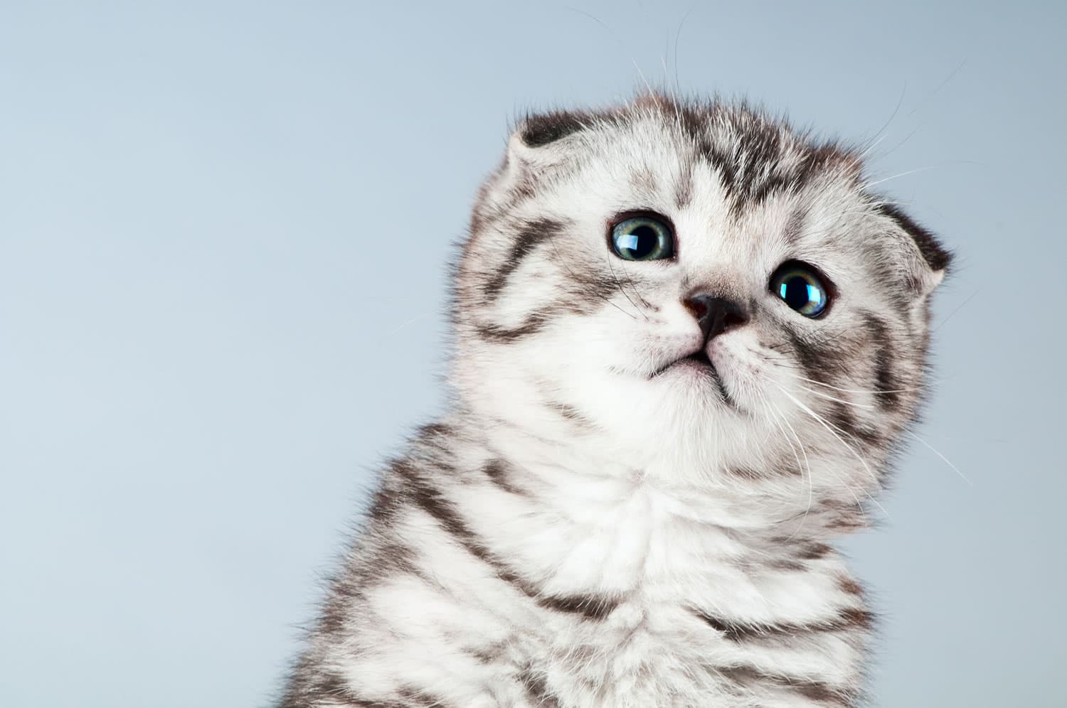 cat image