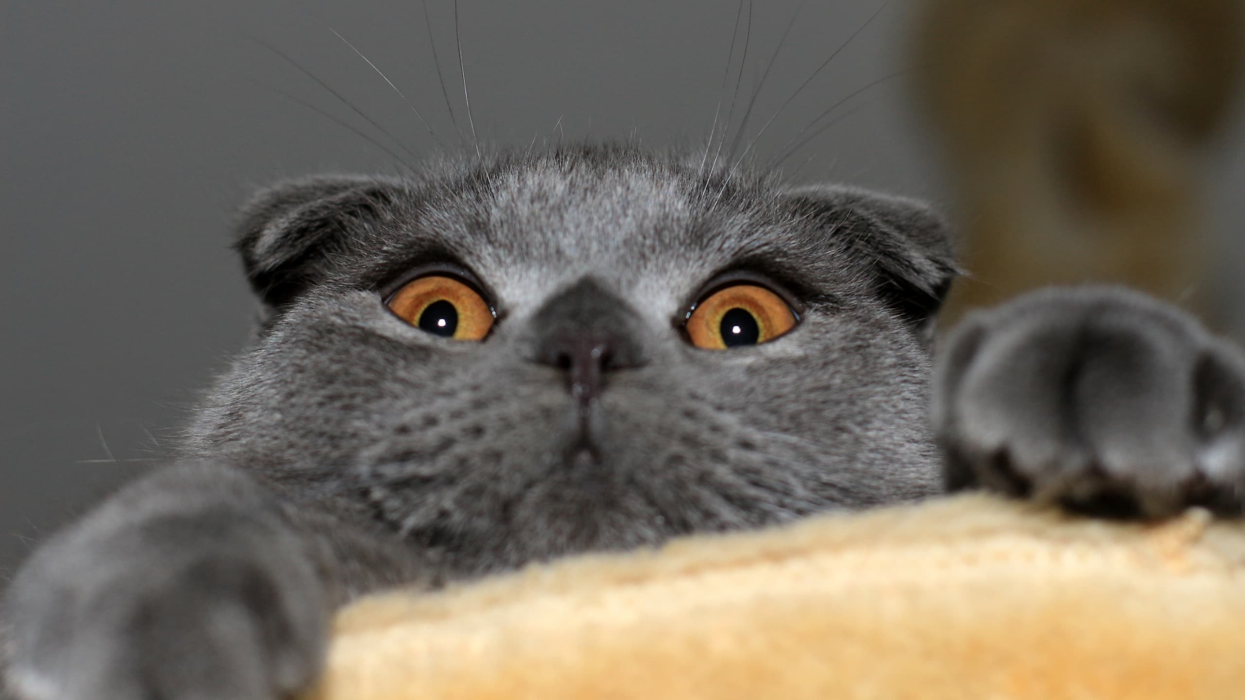 cat image