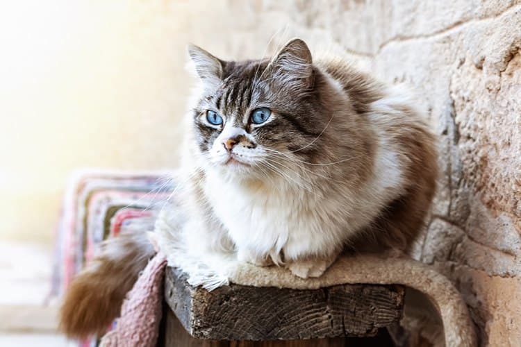 cat image
