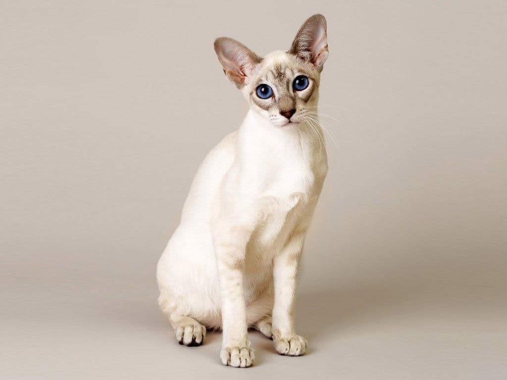 cat image