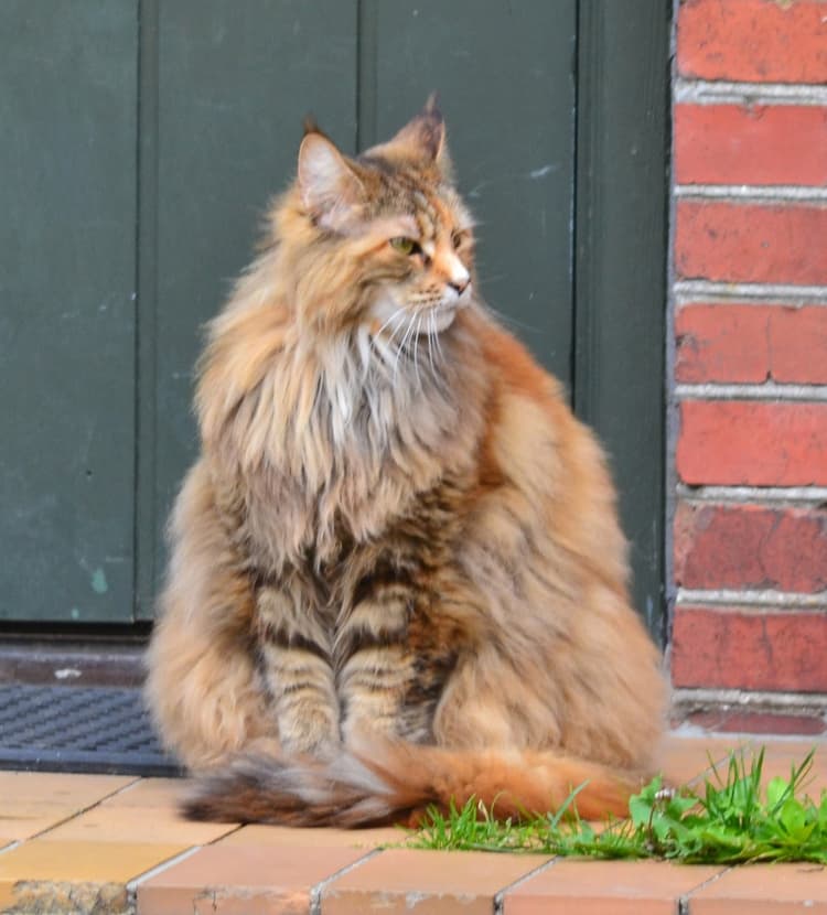 cat image