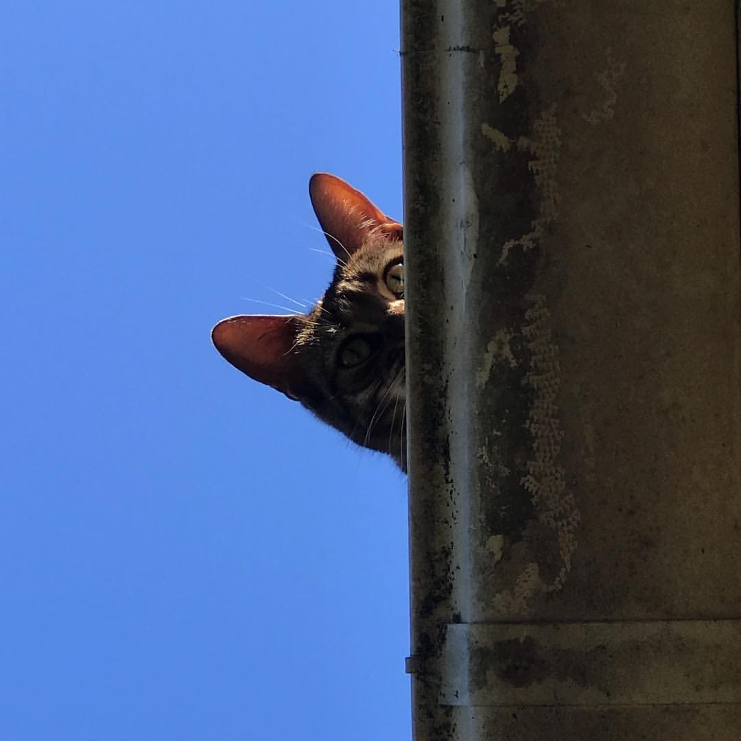 cat image