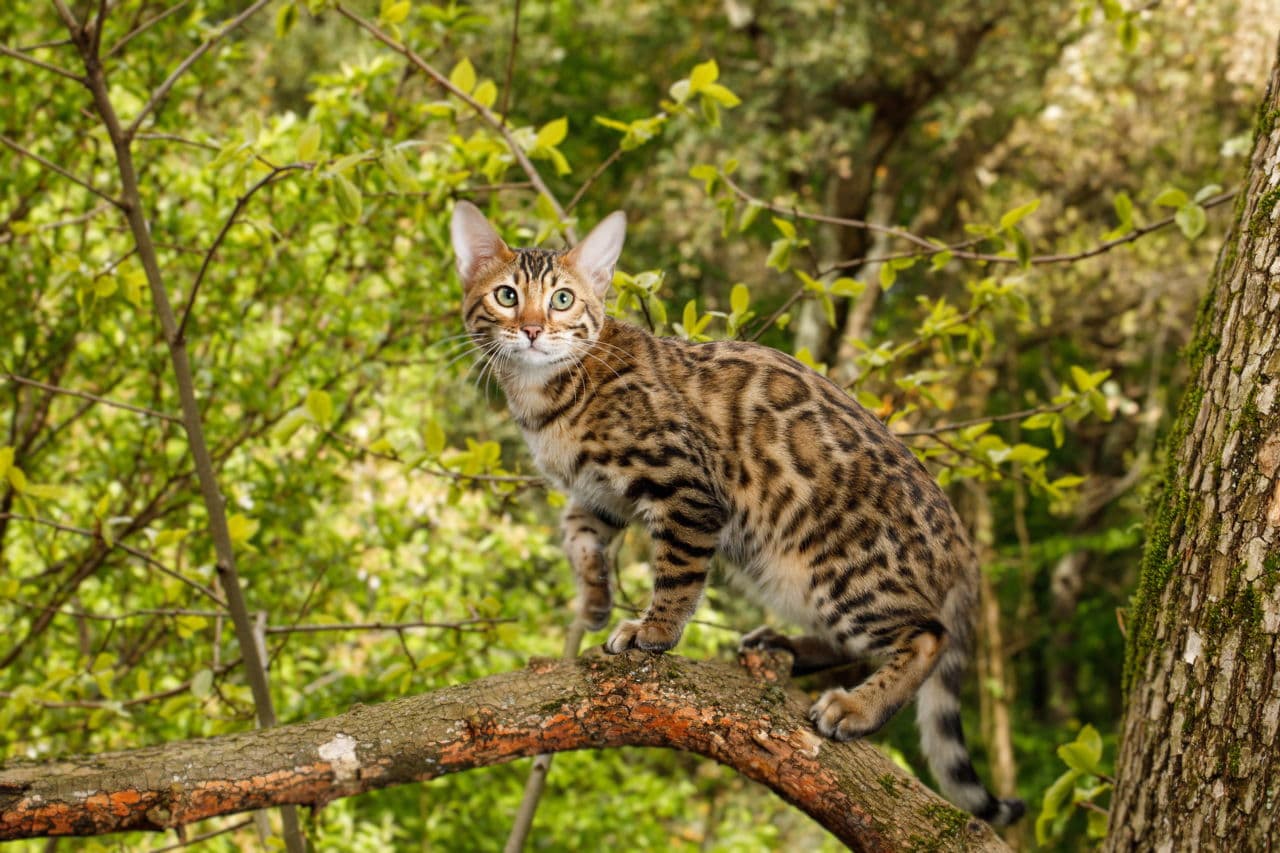 cat image