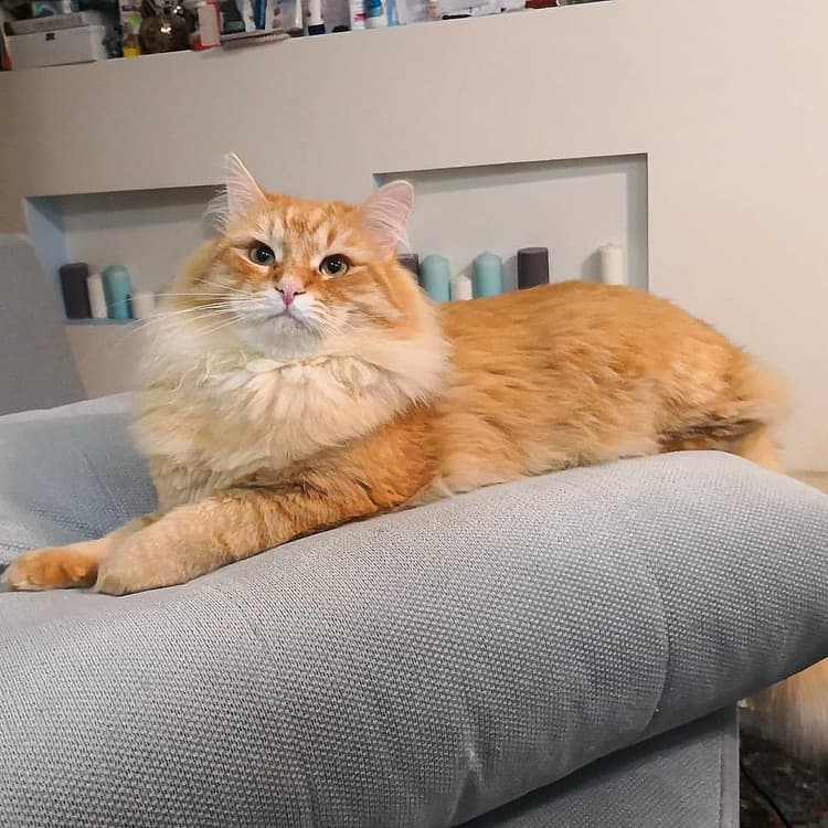 cat image