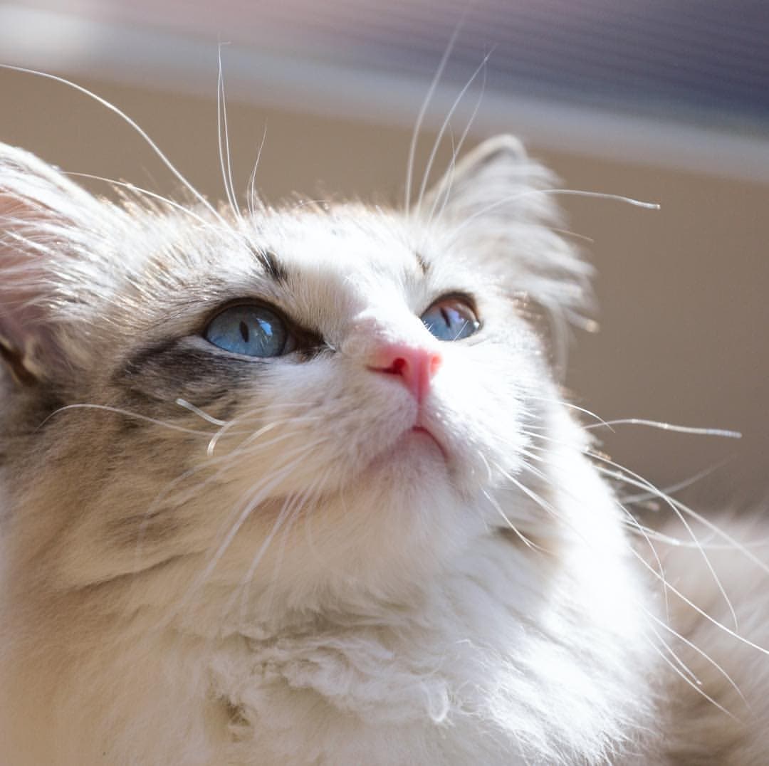 cat image