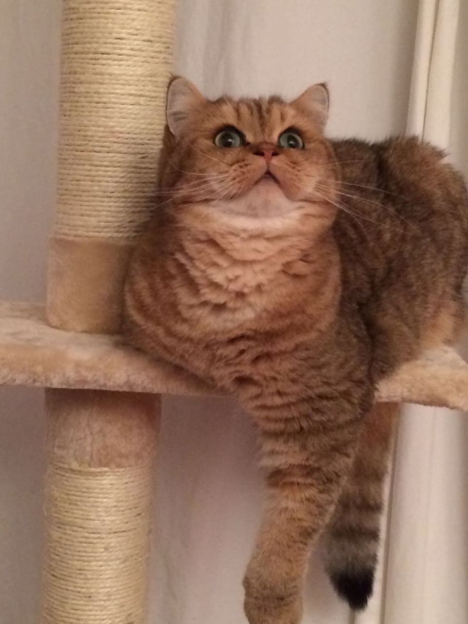 cat image