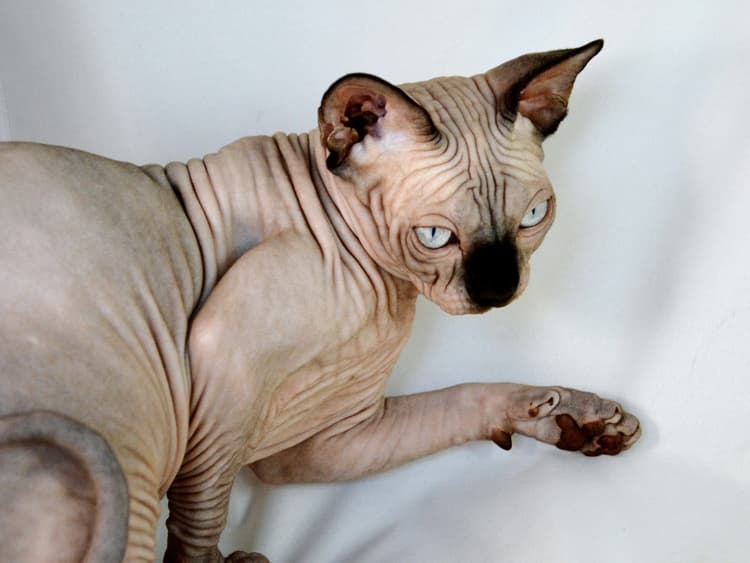 cat image