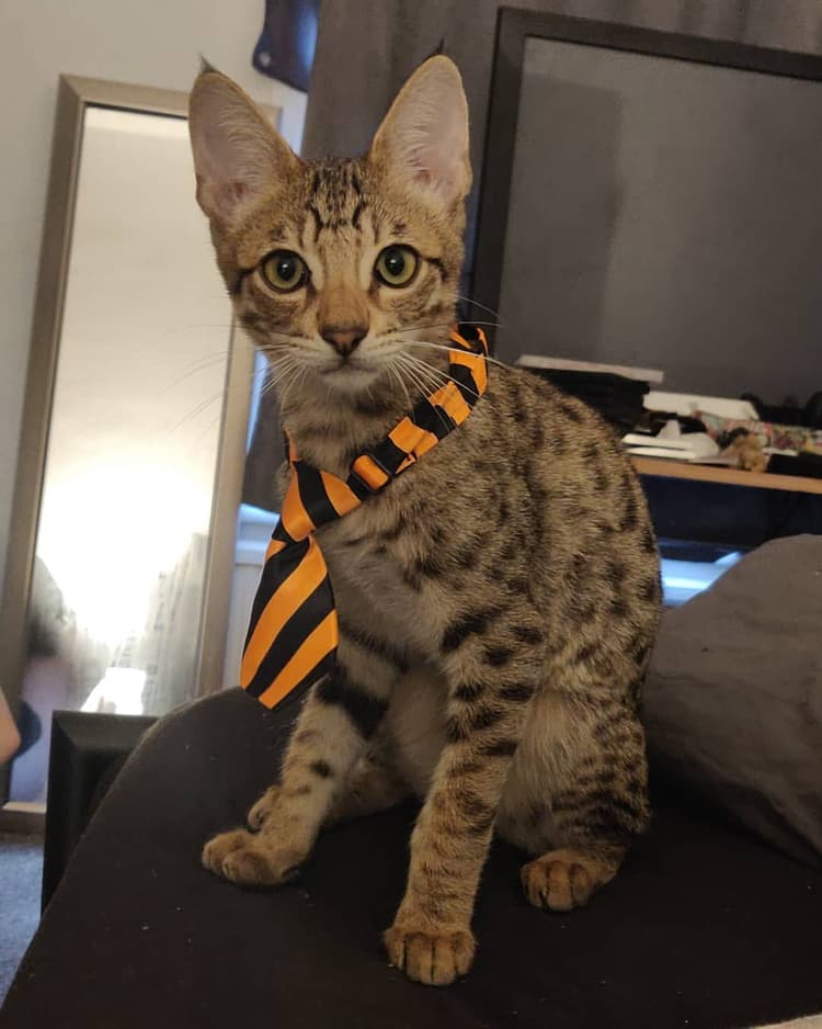 cat image