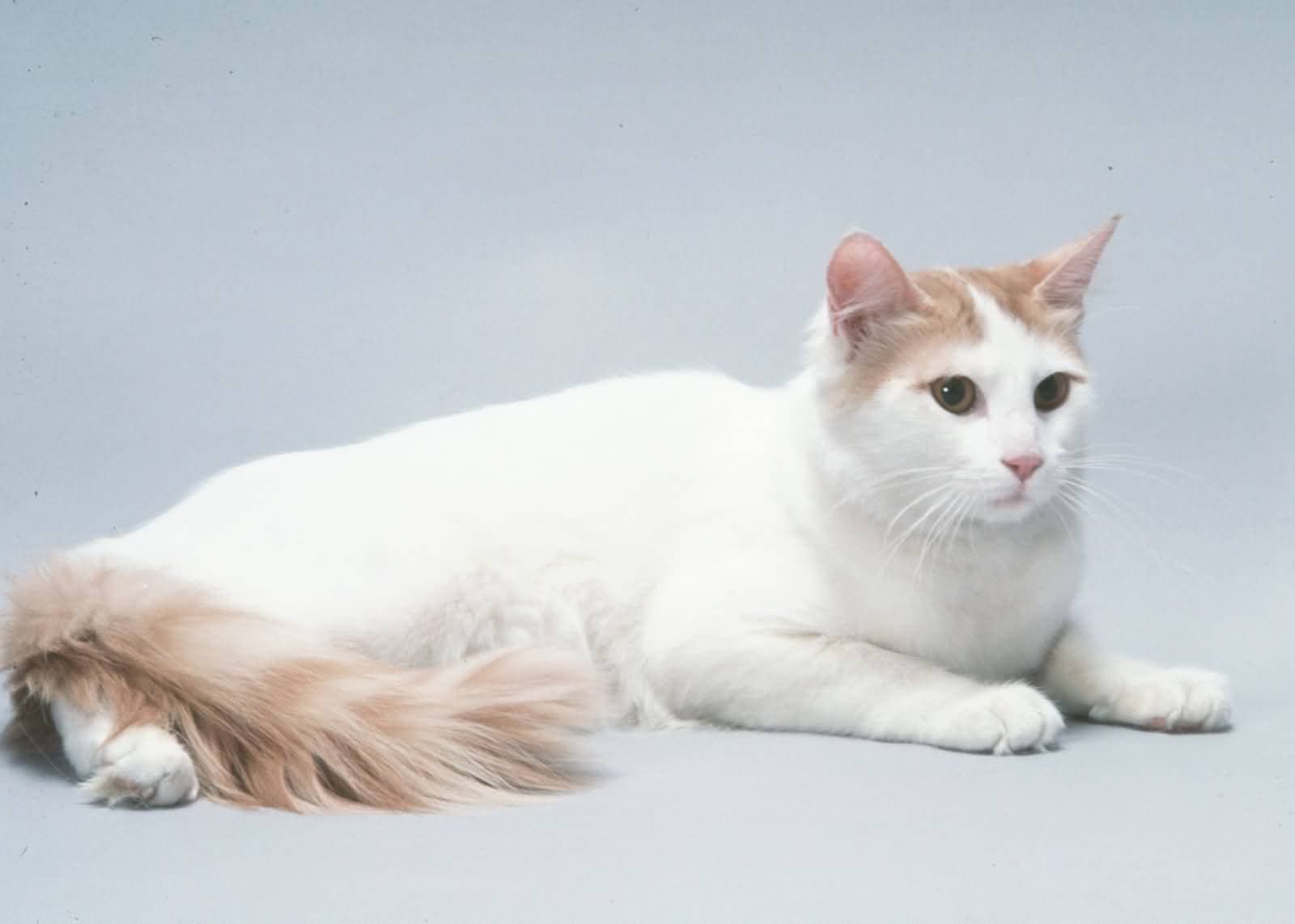 cat image