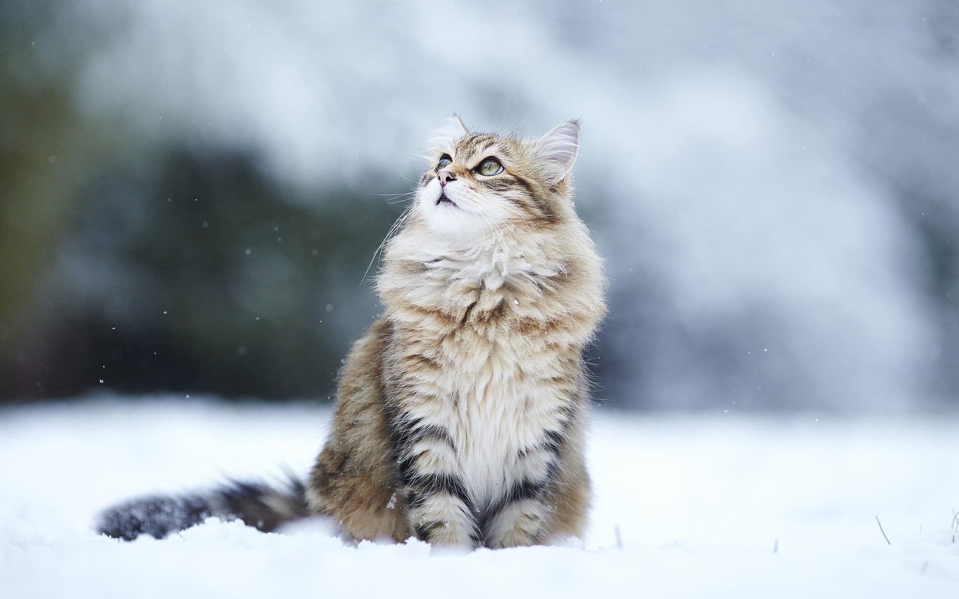cat image